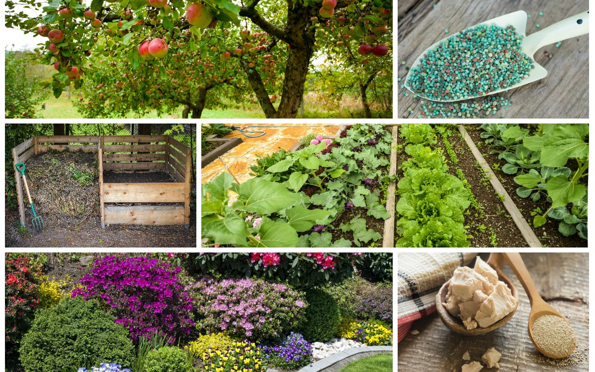 Сад и огород полезные советы фото клумбы