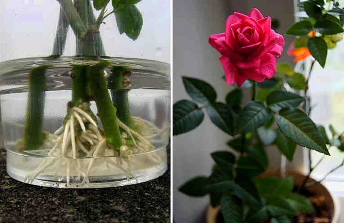 Как укоренить подаренные розы в домашних условиях с фото пошагово